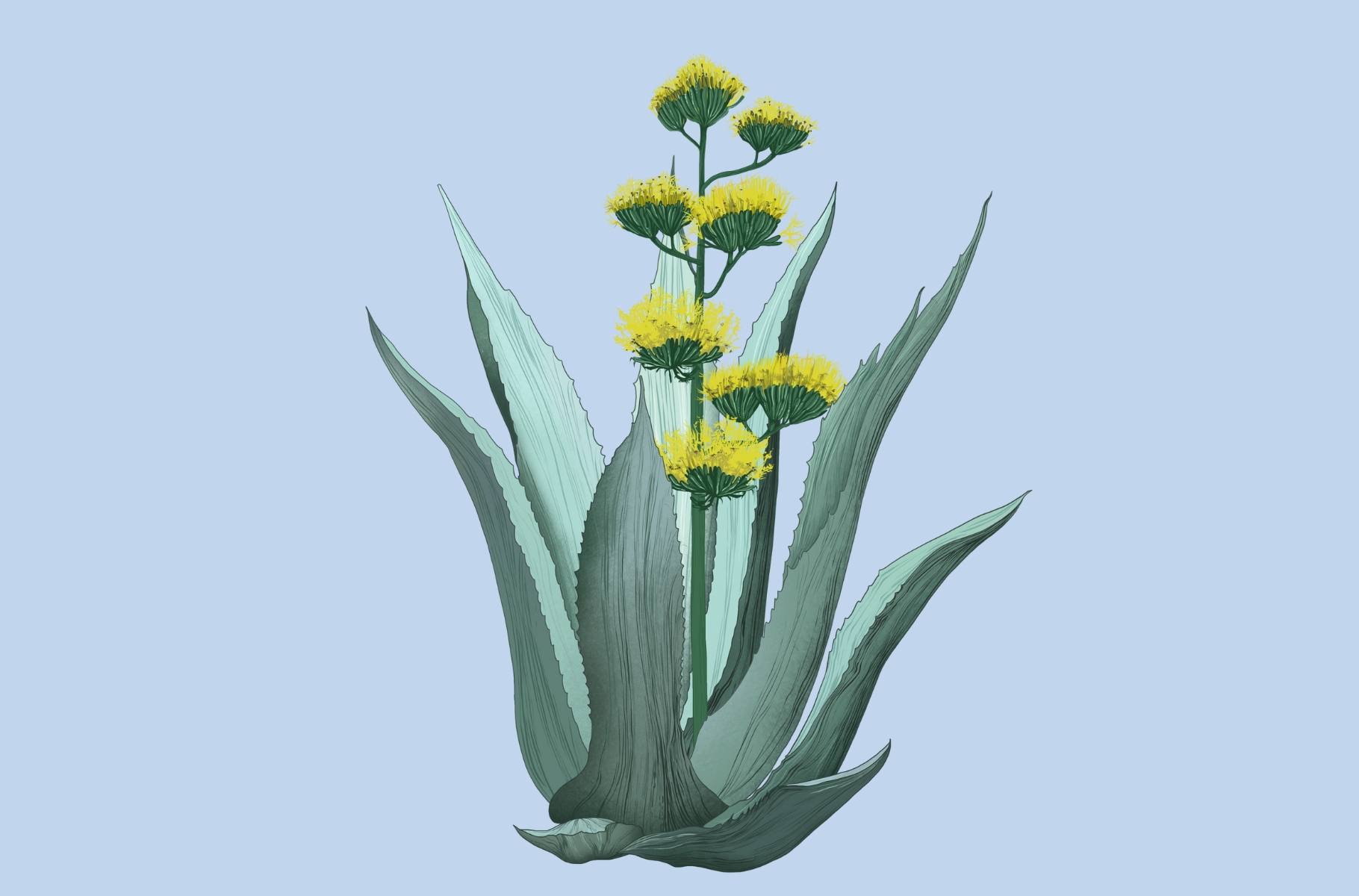 Ekstrakt z agawy błękitnej